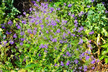 Obraz premium purple flowers in the garden