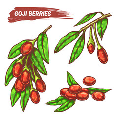 Branches with Goji berries, colorful set in line