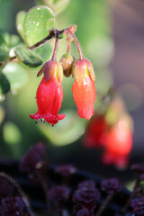 Little red bell flower