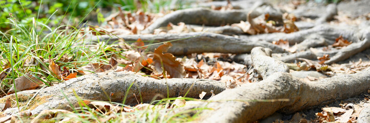 intertwined tree roots on the soil surface of the path. banner