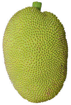 Corossole sur fond blanc