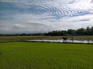 Fototapeta premium rural landscape with river and blue sky