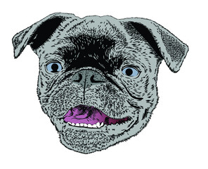A cute, cheerful pug puppy is smiling. Freehand drawing, vector art