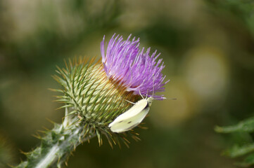 Lila Blüte einer Distel mit Insekten die Pollen sammeln