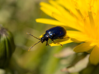 beetle on a petal