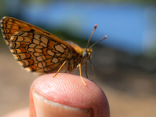 butterfly on a finger close up