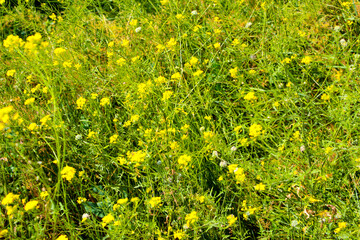 yellow dandelions on green grass