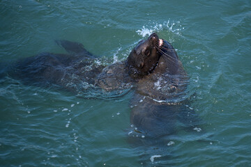 Fototapeta premium Pier 39 Sea Lion Center San Francisco / Seelöwen am Pier 39 