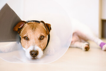 Adorable injured dog with bandages on paw wearing Elizabethan collar resting on floor on sunny day