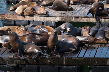 Pier 39 Sea Lion Center San Francisco / Seelöwen am Pier 39
