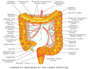 Colon - lymphatic drainage. Pathways of lymphatic drainage of the colon. Anatomy of the Colon, Rectum and Anus. Digestive system, large intestine lymphatic drainage. 