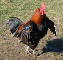 Un coq Marans en plein air dans sa ferme à Mayenne en France	