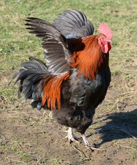 Un coq Marans en plein air dans sa ferme à Mayenne en France	