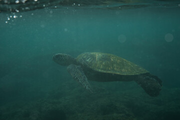 Turtle Diving in Ocean in Hawaii