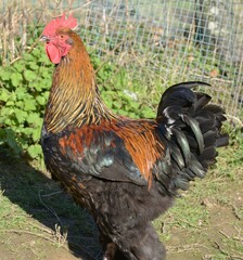 Un coq croisé Brahma perdrix avec du Marans en plein air dans sa ferme à Mayenne en France	
