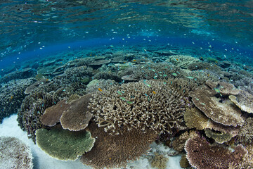 A healthy coral reef grows in the shallows of Wakatobi National Park, Indonesia. This remote, tropical area is part of the Coral Triangle, known for its incredibly high marine biodiversity.