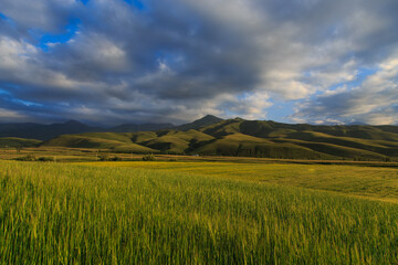 Fototapeta premium Beautiful spring and summer landscape. Lush green hills. Spring blooming herbs.