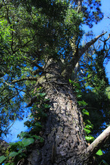 Fototapeta premium trees in the forest