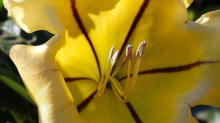 Solandra longiflora