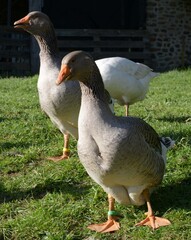 Les oies en plein air à Mayenne en France	