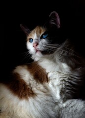 Gato y Gata de hogar. 
Felina Ragdoll