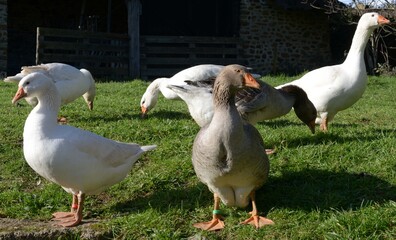 Les oies en plein air à Mayenne en France