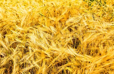 Field of ripe barley