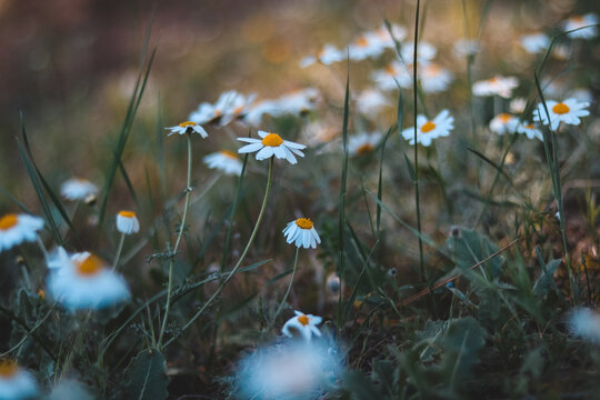 Spring flowers