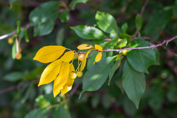 yellow leaves on a green tree