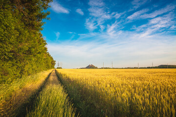 Road through the wheat field at sunset