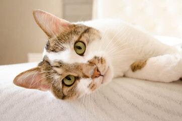  the cat looks at the camera and lies on the bed