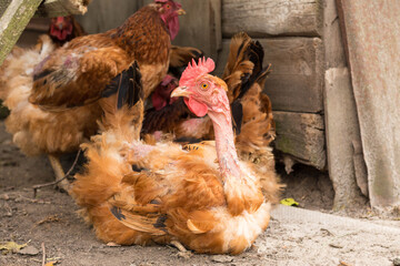 Ugly chicken with bare neck, chickens in farmyard
