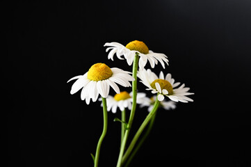 White daisies on a black background