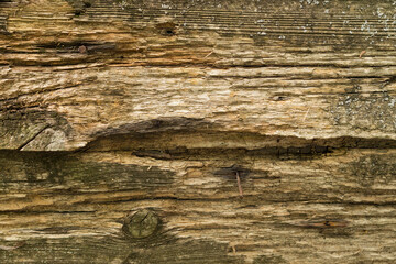 Texture of an old wood, the background of an old vintage tree