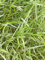 Green grass as background.