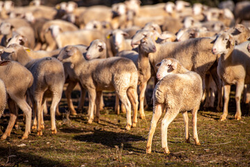 Obraz na płótnie Canvas herd of goats
