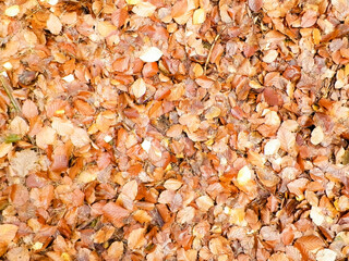 Autumn leaves as nature background.
