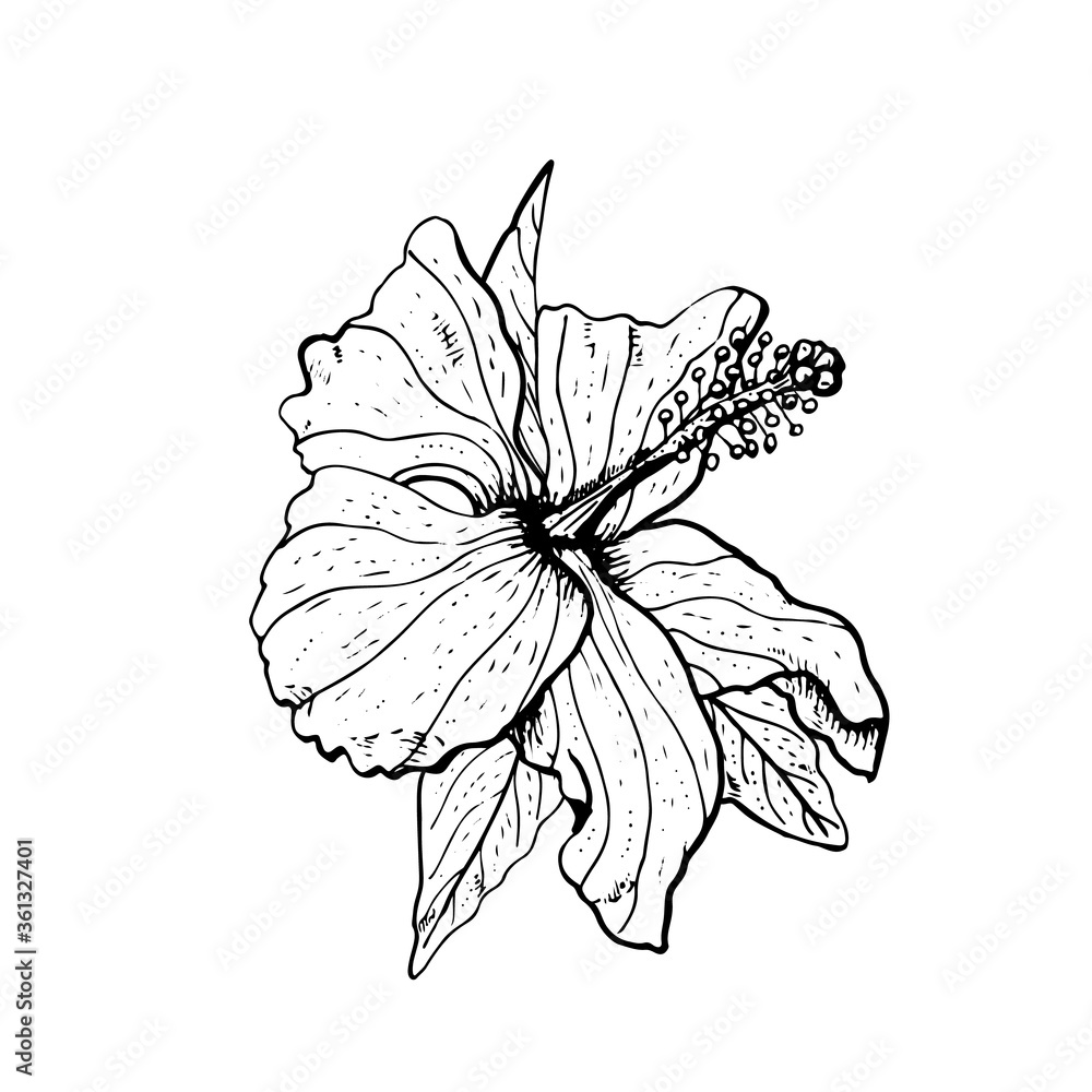 Wall mural Hand drawn monochrome hibiscus flower clipart. Floral design element. Isolated on white background. Vector - Wall murals