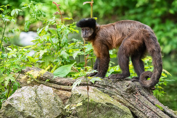 A monkey in nature. A monkey on a tree. Robust capuchin monkeys are capuchin monkeys in the genus Sapajus. © nedomacki