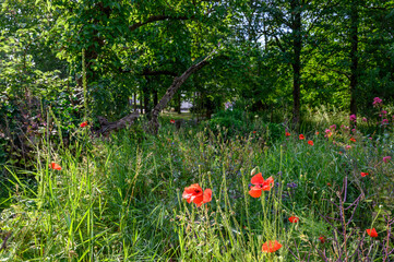 College Green in Bromley, Kent.  This open space near the center of Bromley has grass areas,...