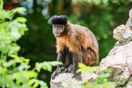 A monkey on a rock. A monkey in nature. Robust capuchin monkeys are capuchin monkeys in the genus Sapajus.