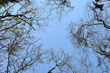 tree branches against blue sky