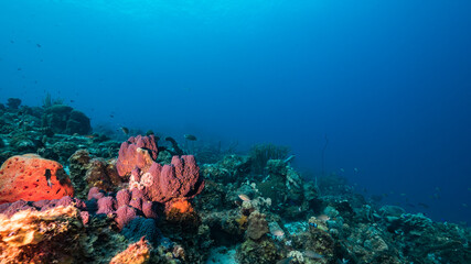 Seascape in turquoise water of coral reef in Caribbean Sea / Curacao with fish, coral and sponge
