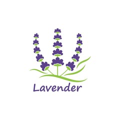 lavender flower vector illustration design