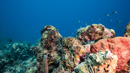 Naklejka na ściany i meble Seascape in turquoise water of coral reef in Caribbean Sea / Curacao with fish, coral and sponge