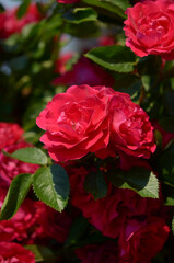 beautiful bloom flowering shrub red roses in garden