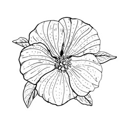 Hand drawn monochrome hibiscus flower clipart. Floral design element. Isolated on white background. Vector