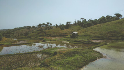 hut in the middle of rice fields