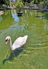 Mute swan swimming in a pond