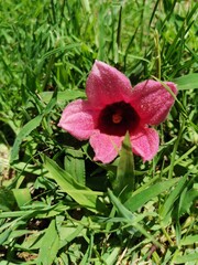 pink hibiscus flower on grass 